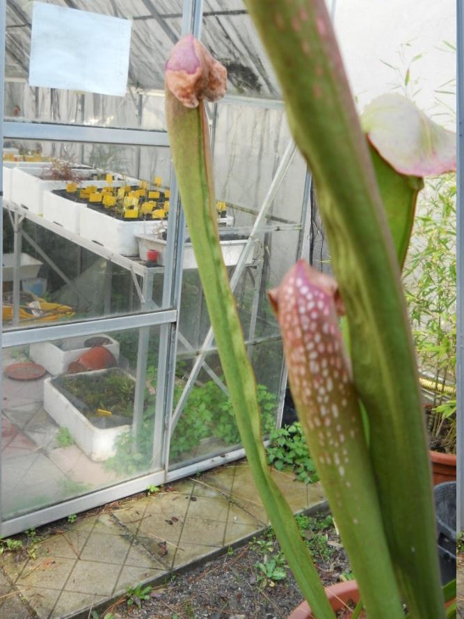Sarracenia - Sarracenia s.p.