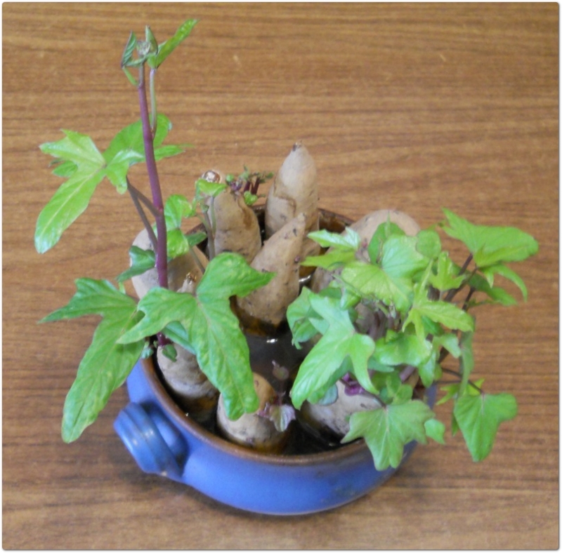 Batata o Ipomoea batatas (L.) Poir., Convulvulaceae