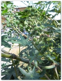 Ricino - Ricinus communis L. - Euphorbiaceae (Motta S. Anastasia, 2016)