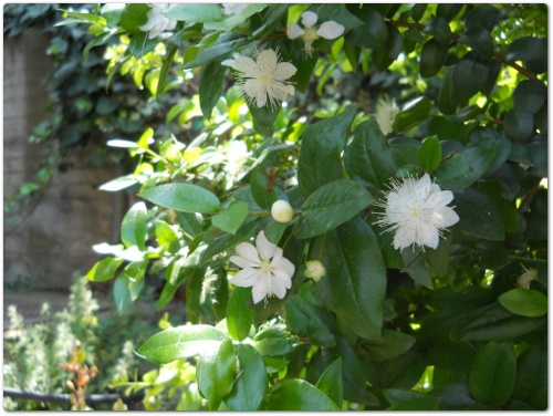 Mirto, Mortella – Myrtus communis L. – Mirtaceae. Pianta tipicamente mediterranea, simbolo dell’Amore