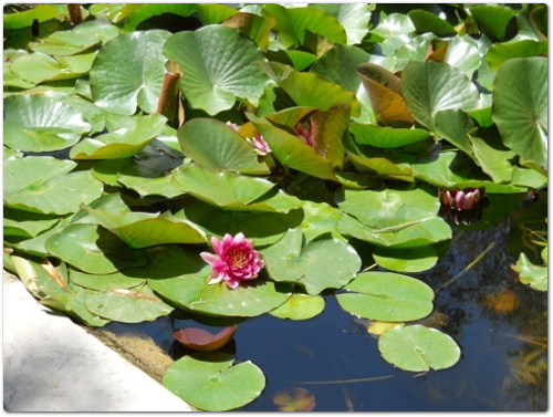 Ninefa – Nymphea L. – Nympheaceae. Pianta dai fiori acquatici molto decorativi