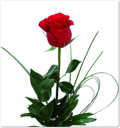 La scuola, come le più belle cose, ‘vive solo un giorno come le rose’